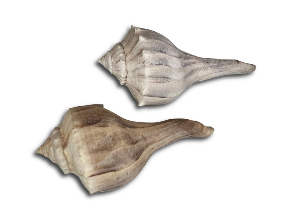 Lightning Whelk sinistrofulgur perversum