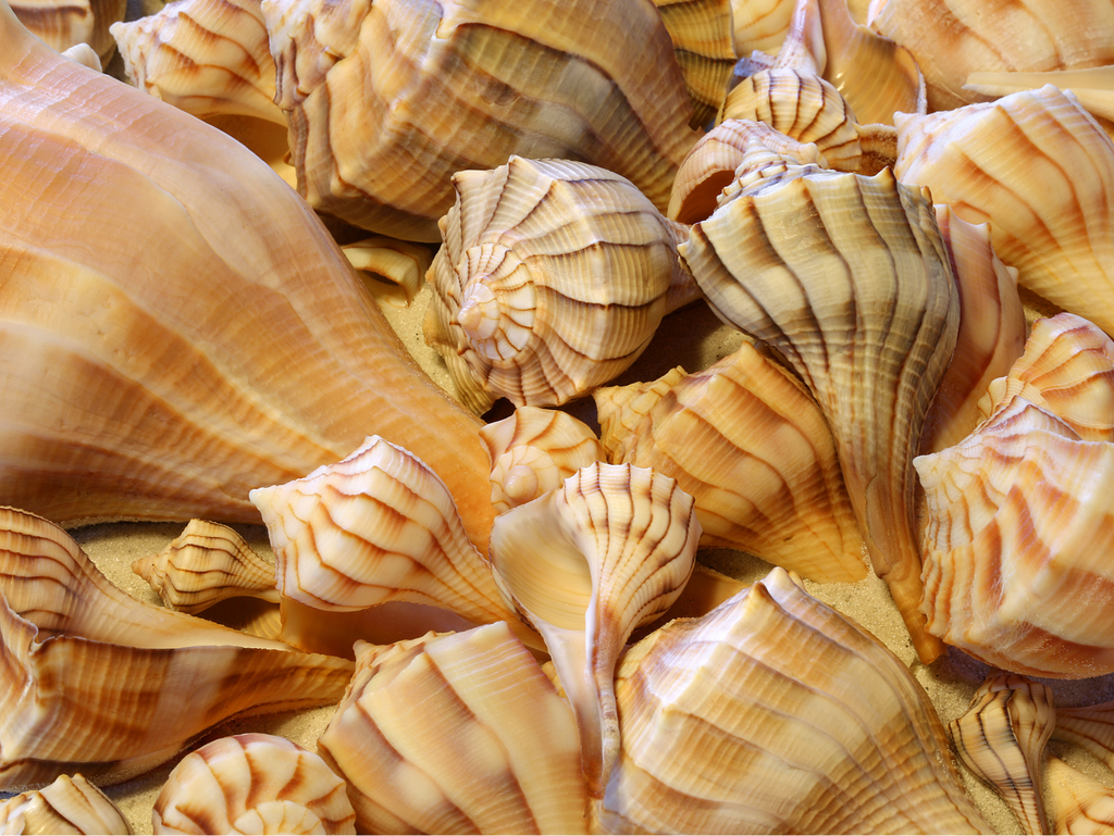 Lightning Whelk sinistrofulgur perversum
