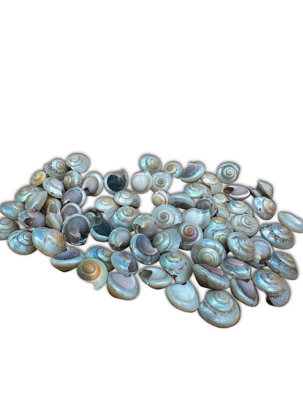Pearl Umbonium Button Snail Shells