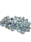 Pearl Umbonium Button Snail Shells