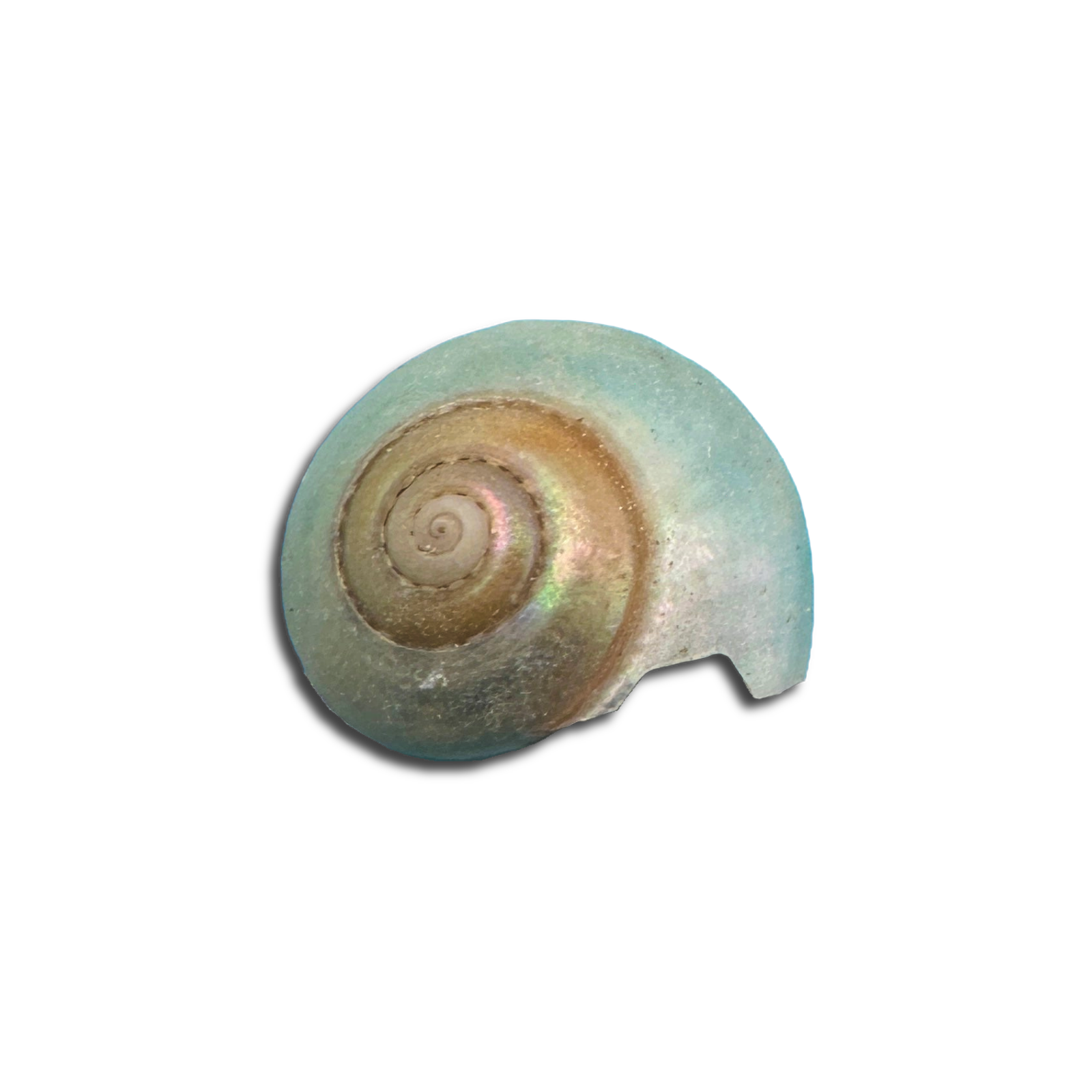 Pearl Umbonium Button Snail Shells
