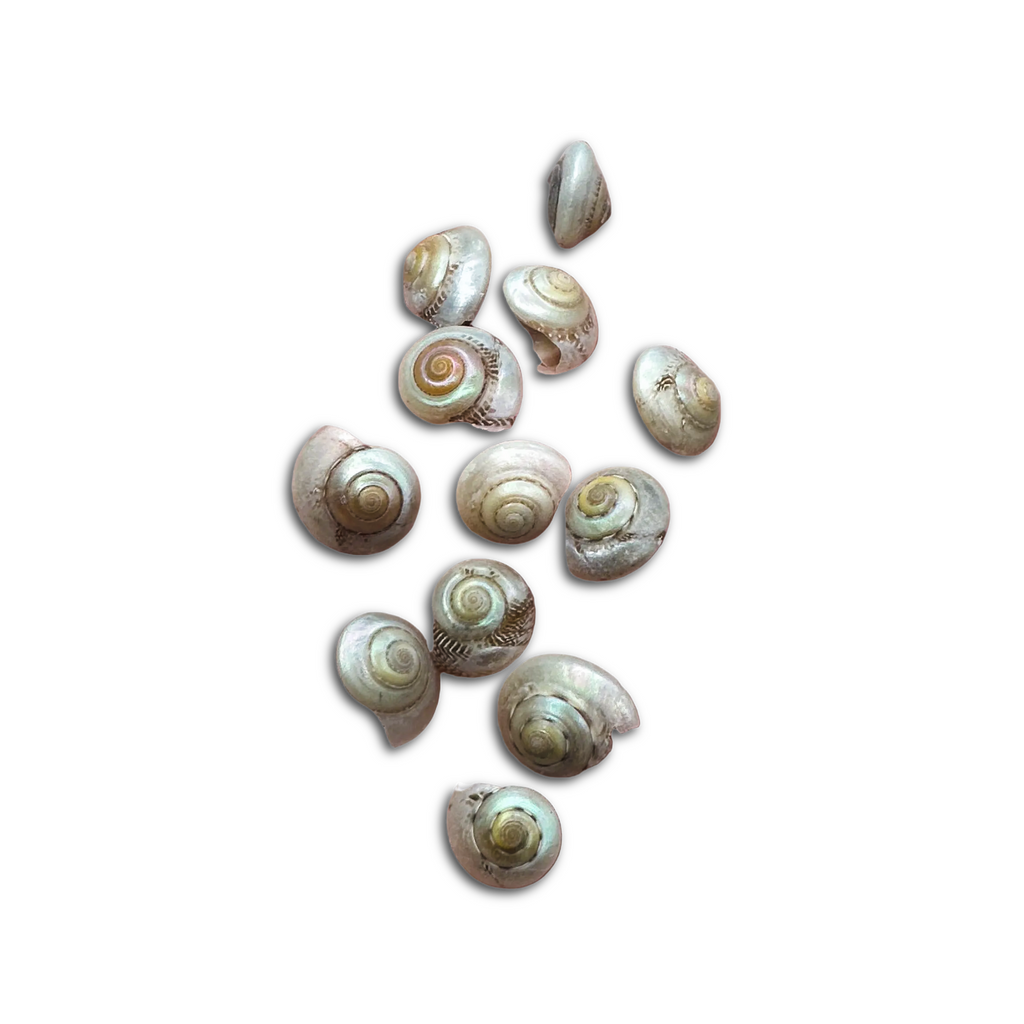 Pearl Umbonium Button Snail Shells