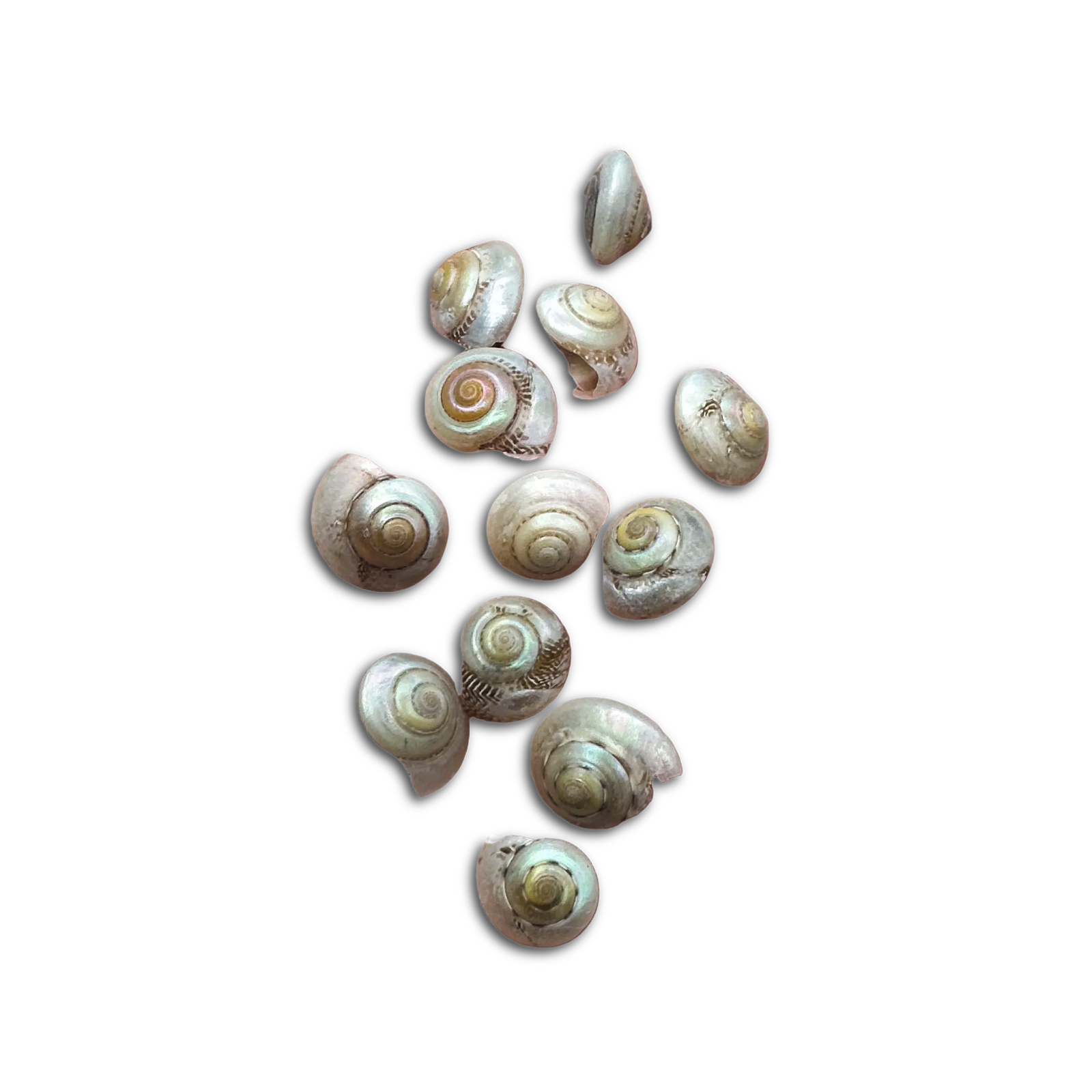 Pearl Umbonium Button Snail Shells