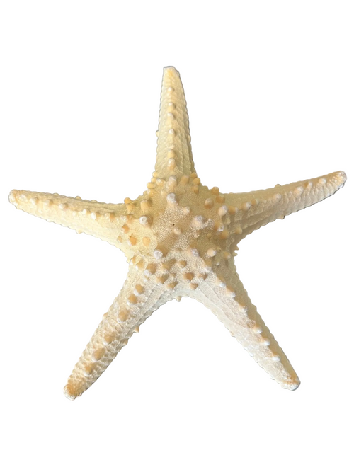 Armoured Knobby Starfish protoreaster nodosus