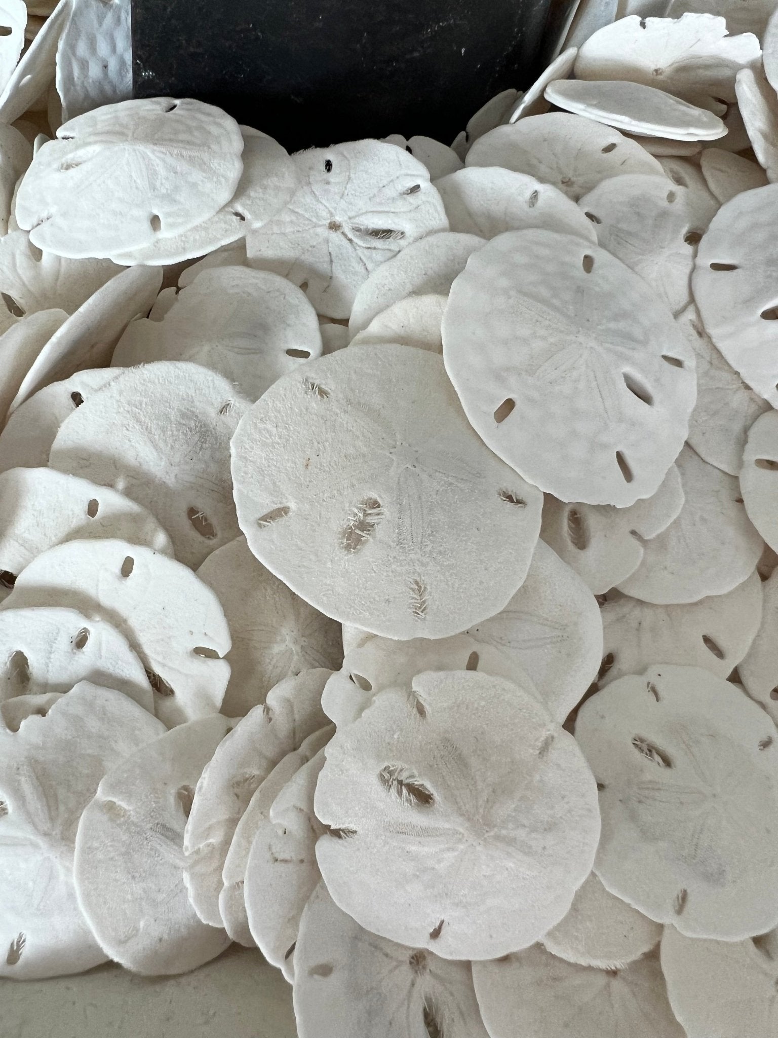 White Sand Dollar (Echinarachnius parma)