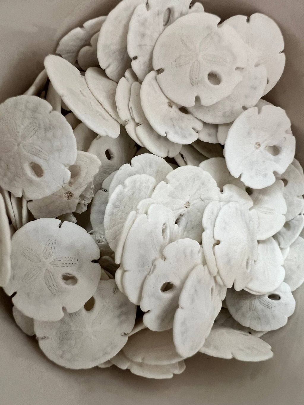 White Sand Dollar (Echinarachnius parma)