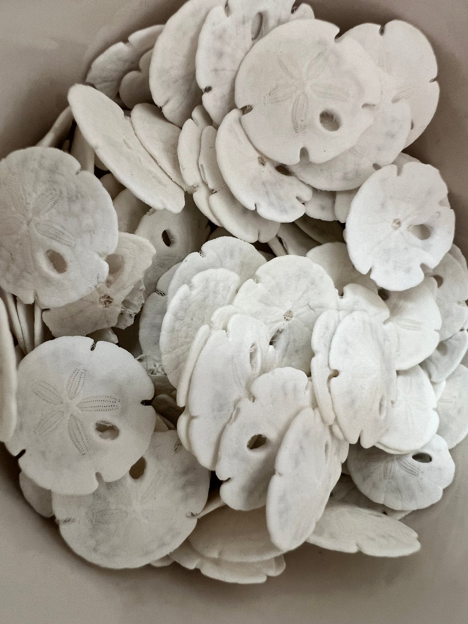 White Sand Dollar (Echinarachnius parma)