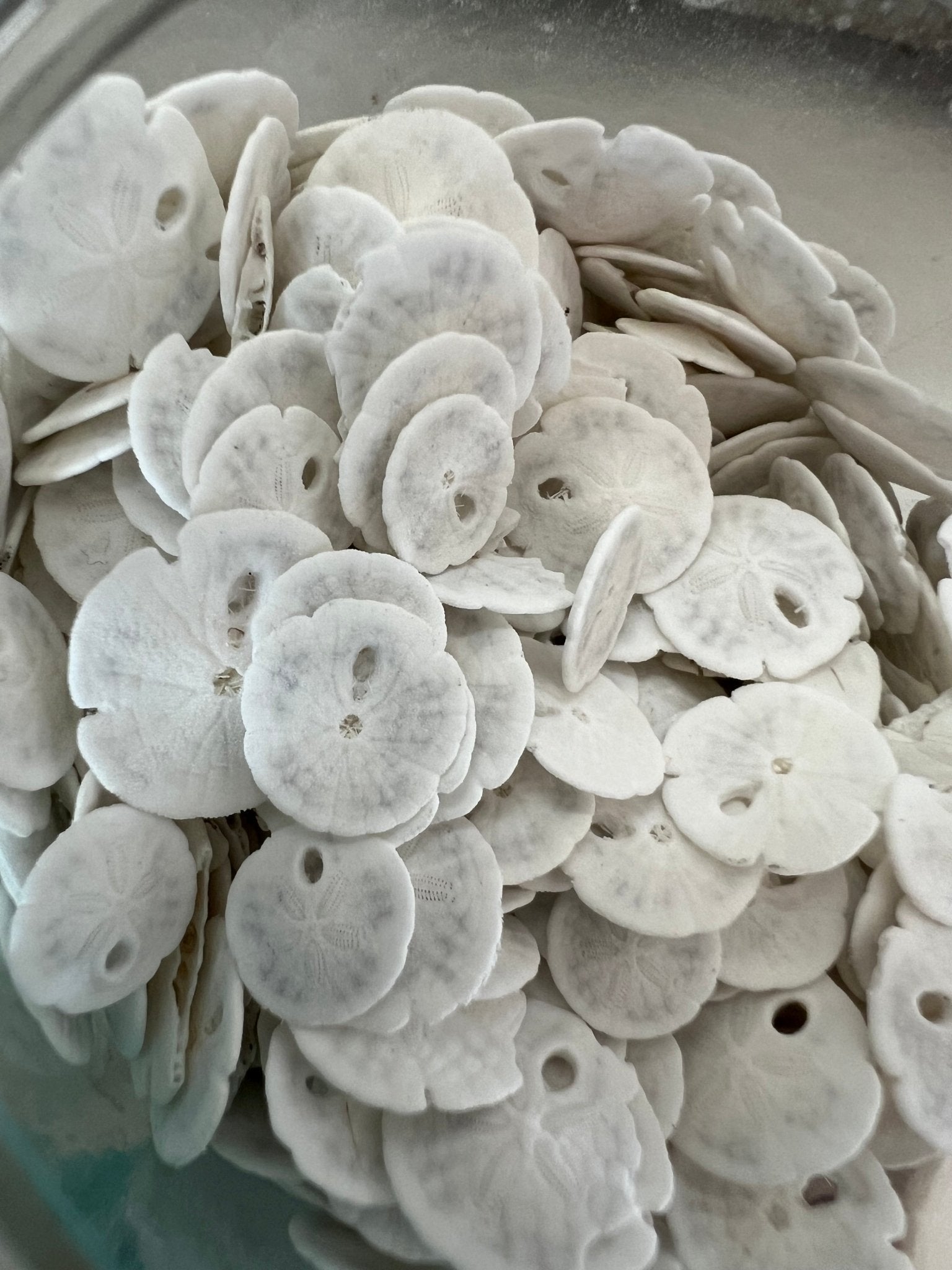 White Sand Dollar (Echinarachnius parma)