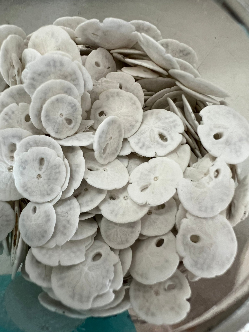 White Sand Dollar (Echinarachnius parma)