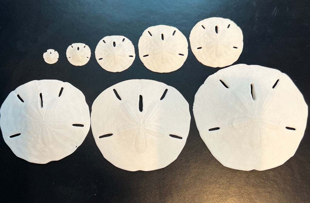 White Sand Dollar (Echinarachnius parma)