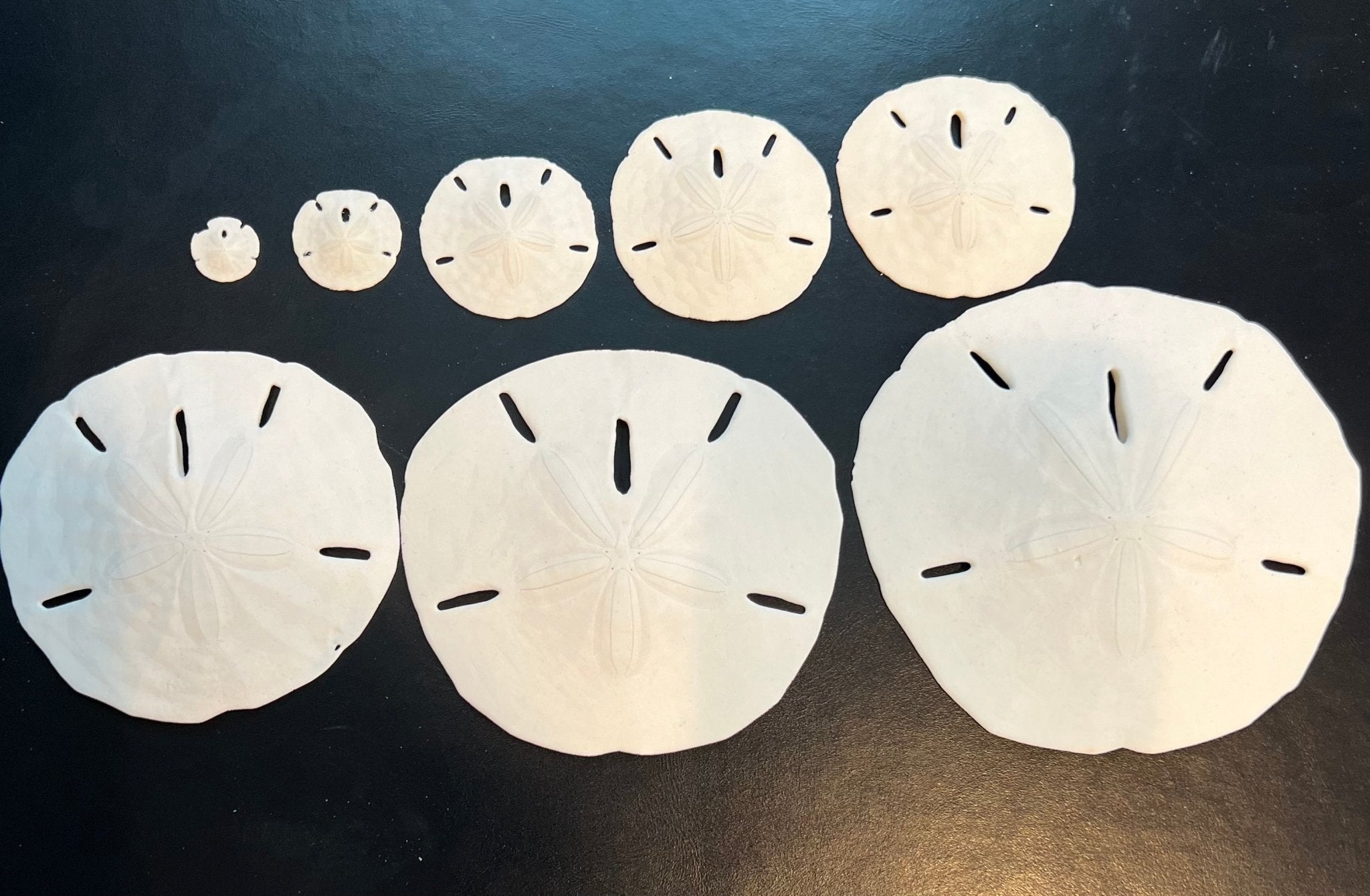 White Sand Dollar (Echinarachnius parma)