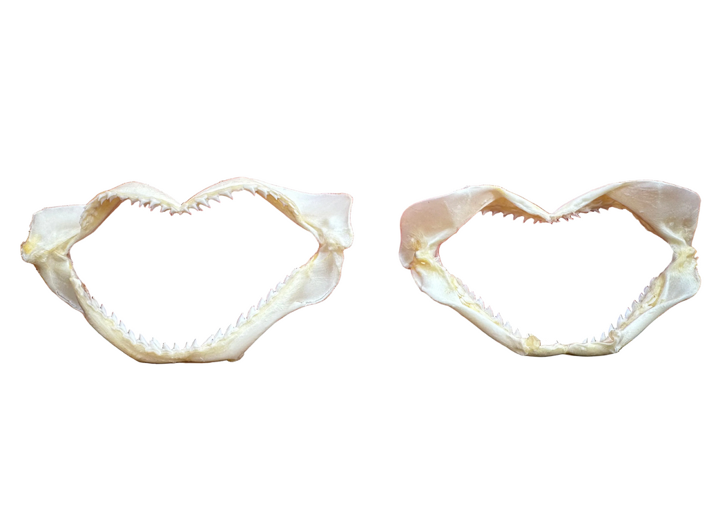 Two shark jaws shaped like hearts on a surface with a white background.
