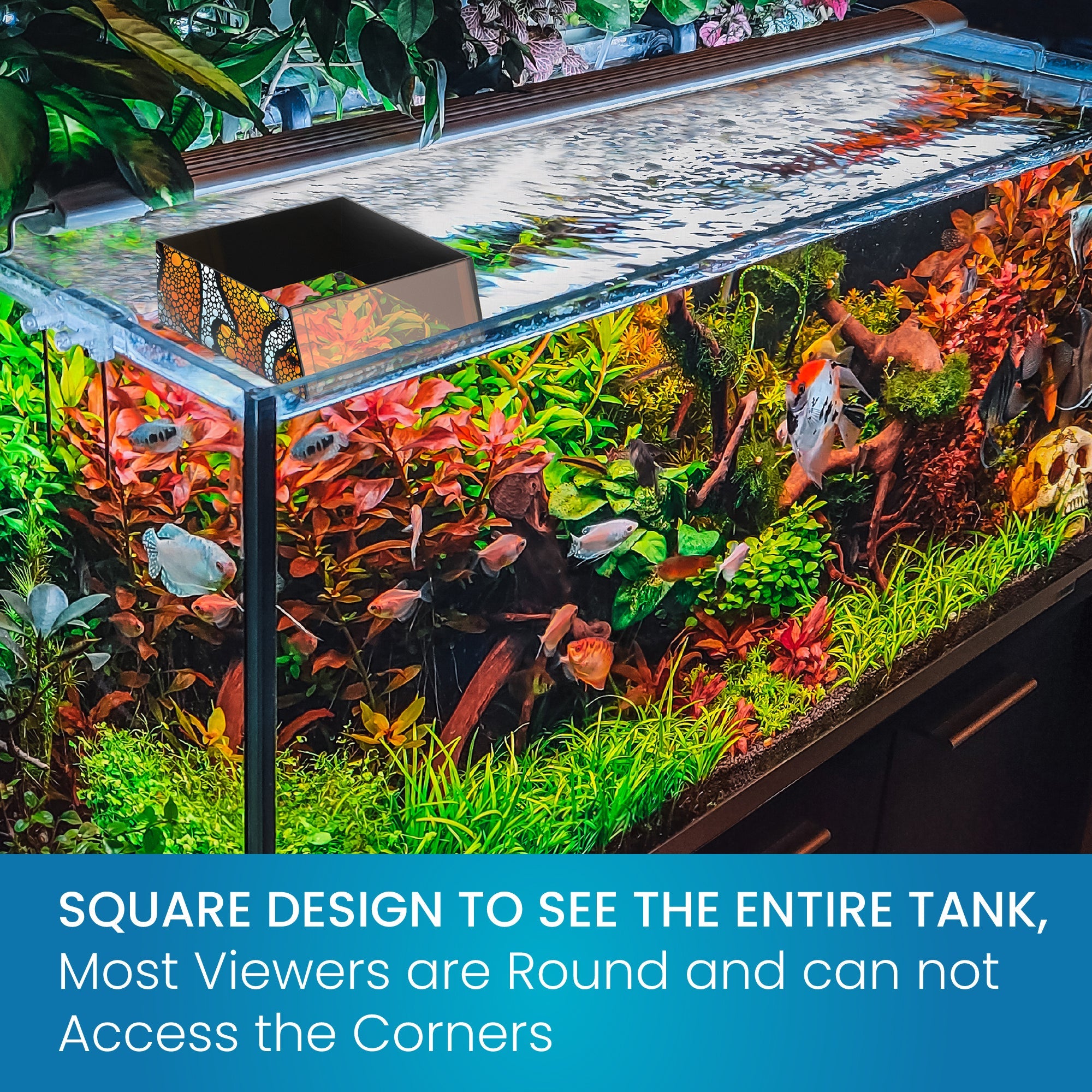 Flipper Top Down Viewer Clownfish 8" panel