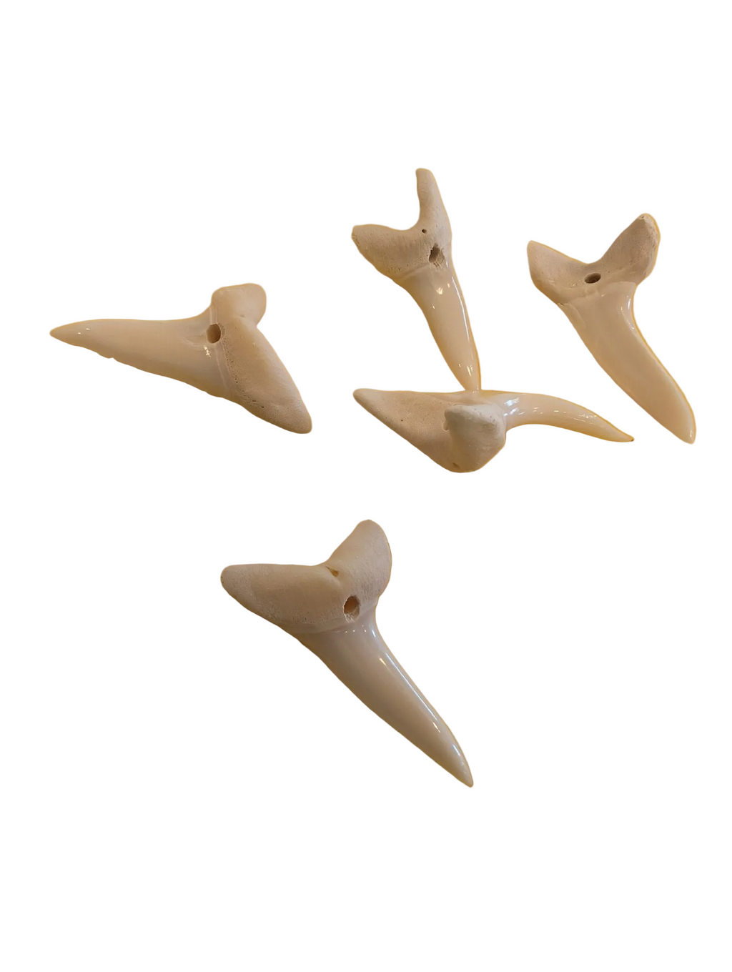 Drilled Mako Shark Tooth