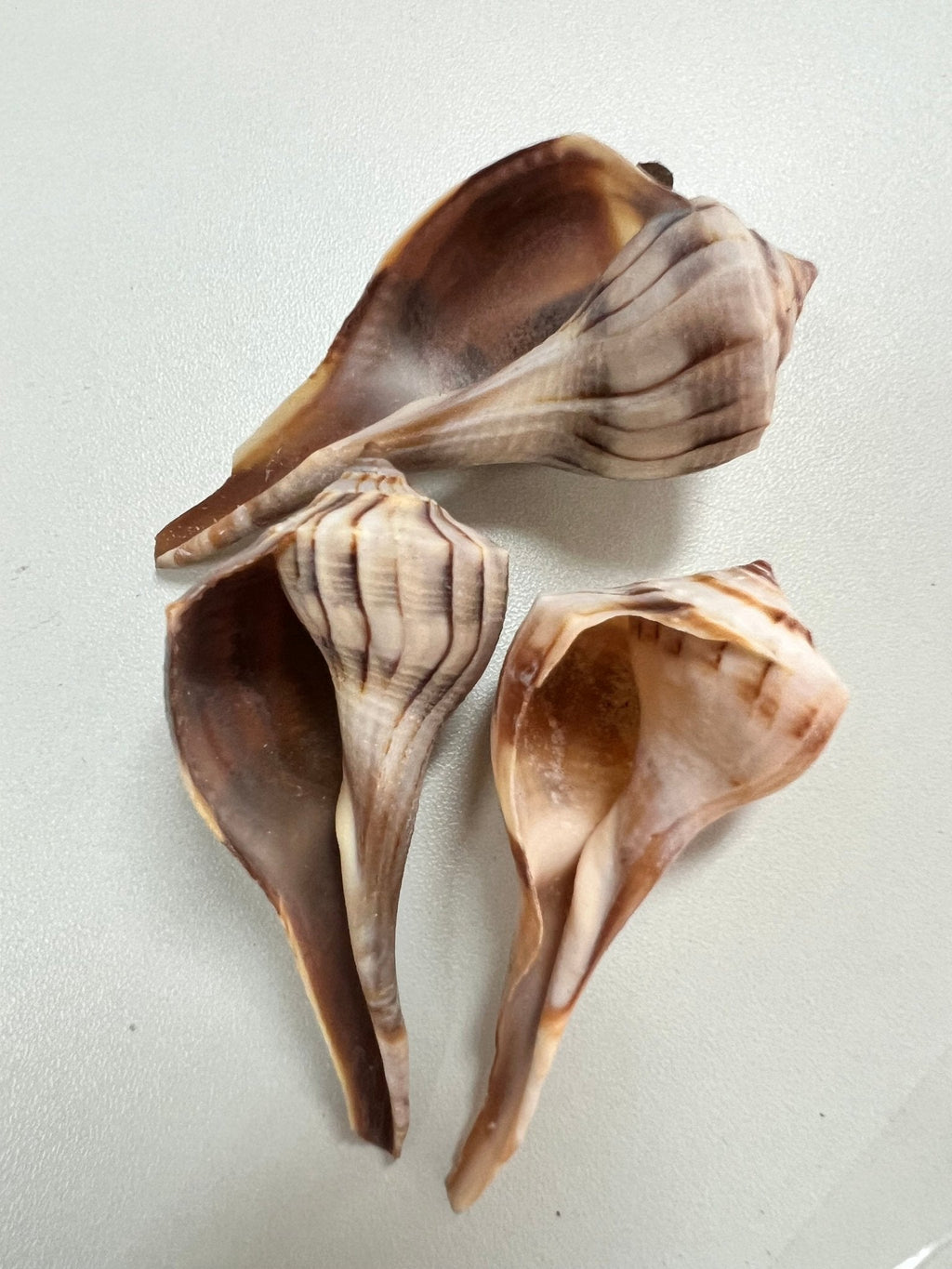 Lightning Whelk sinistrofulgur perversum