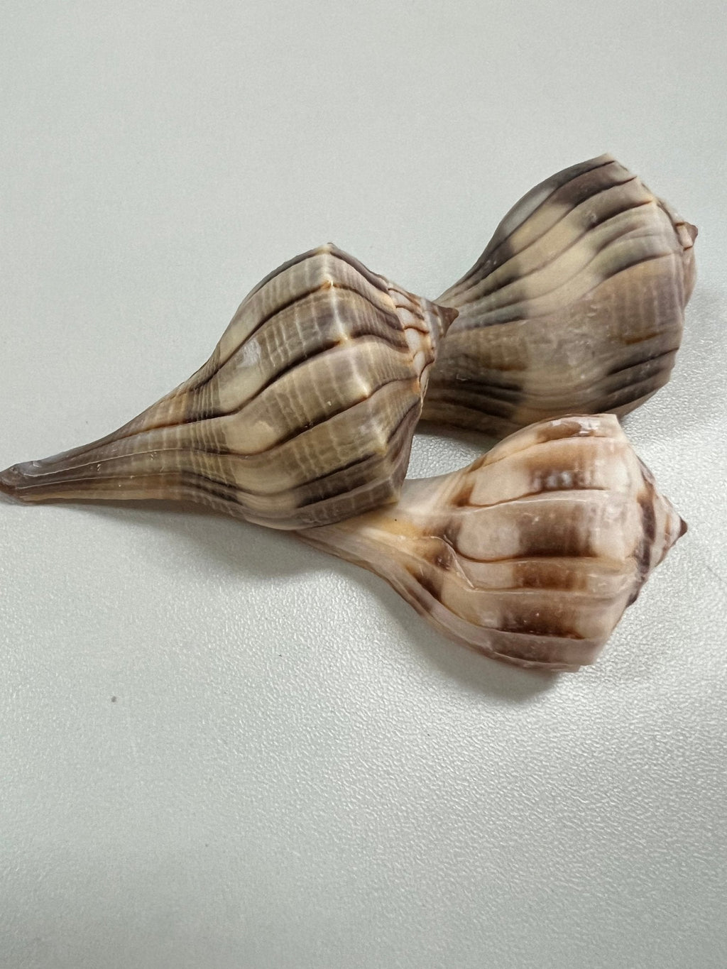Lightning Whelk sinistrofulgur perversum