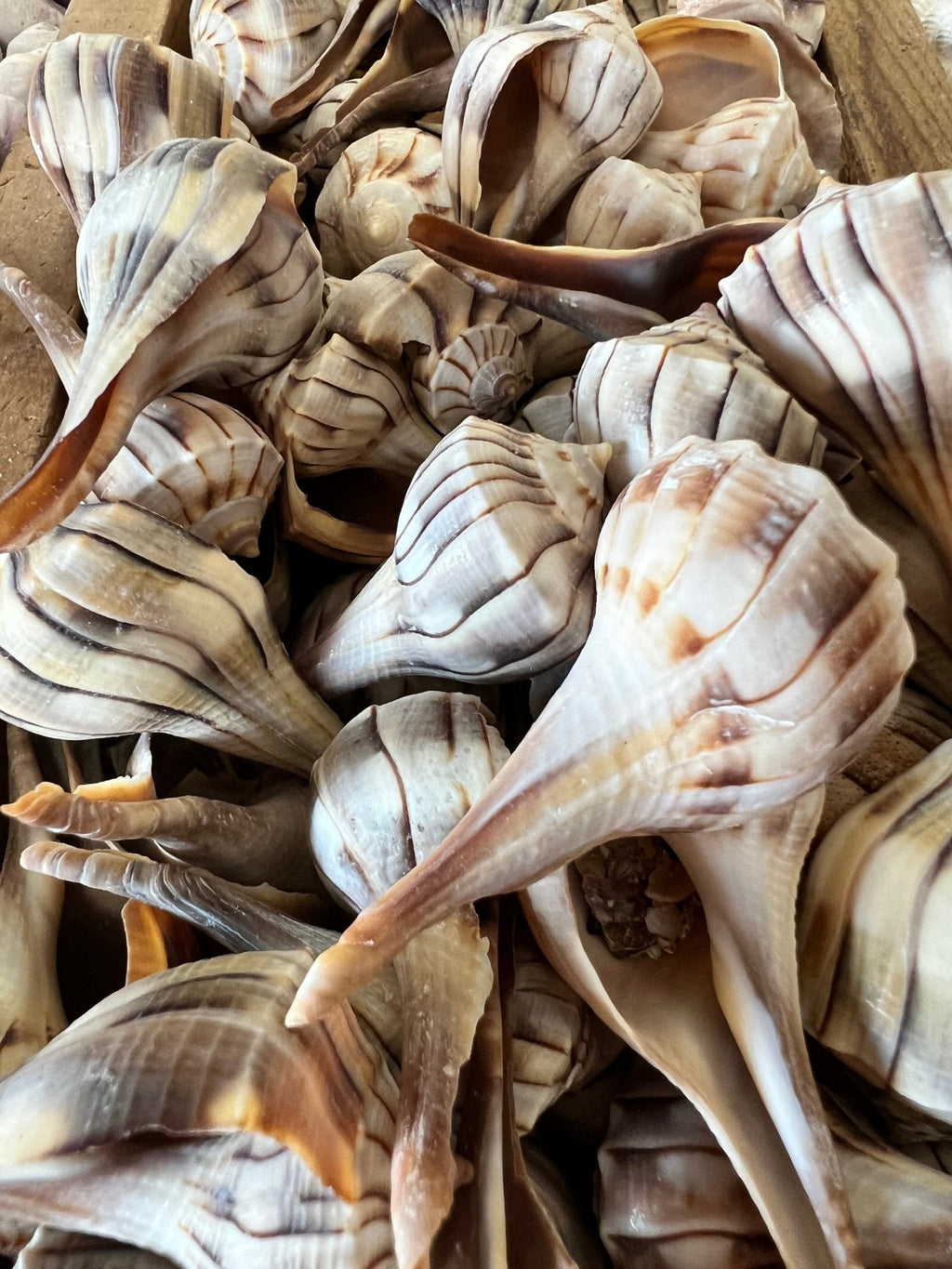 Lightning Whelk sinistrofulgur perversum