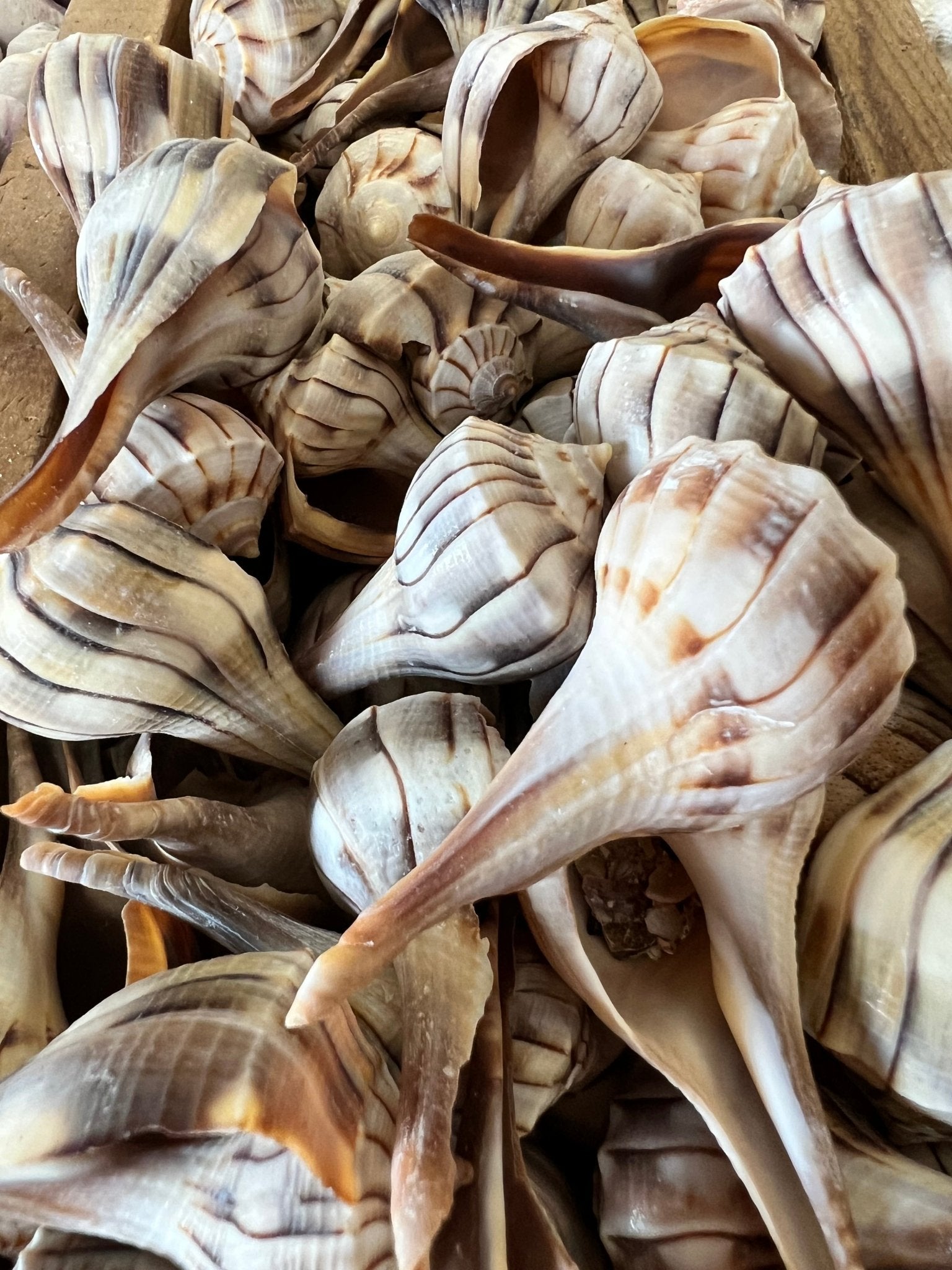 Lightning Whelk sinistrofulgur perversum