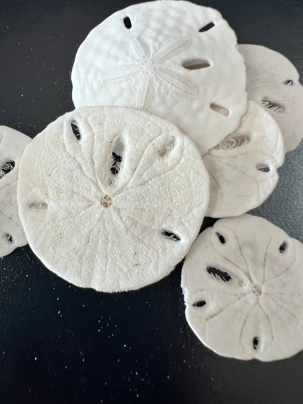 White Sand Dollar (Echinarachnius parma)