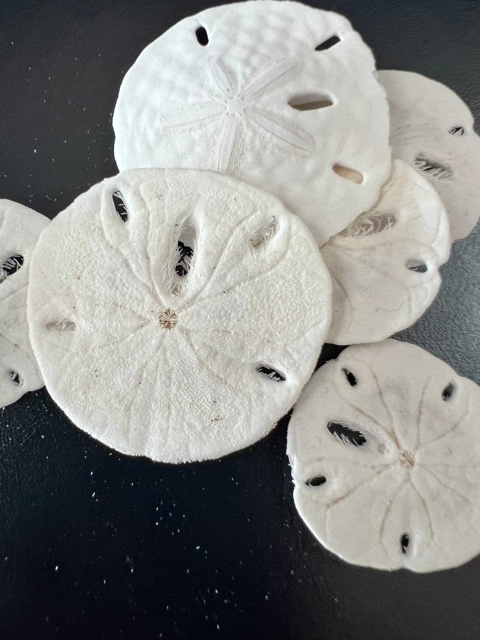 White Sand Dollar (Echinarachnius parma)