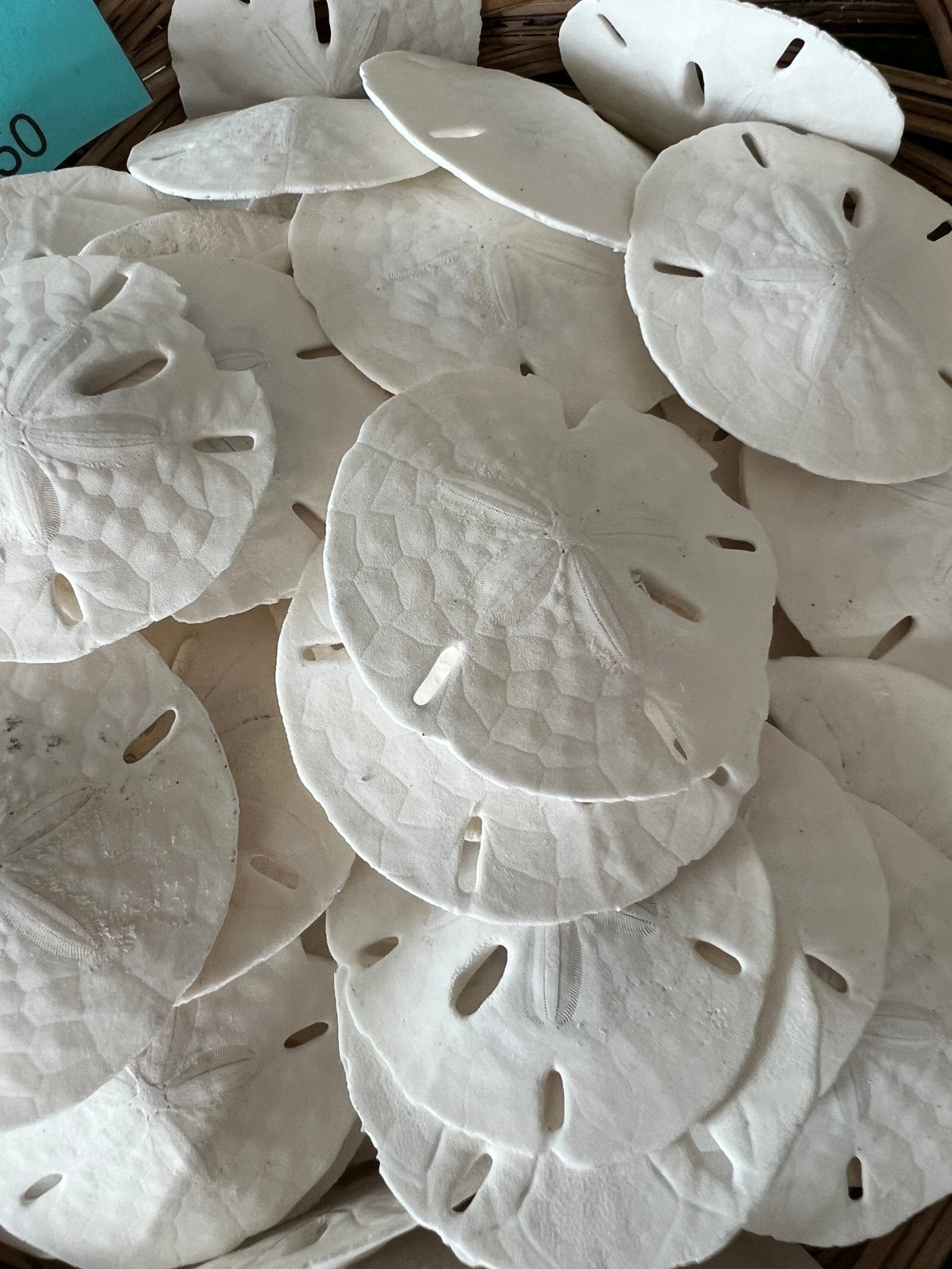 White Sand Dollar (Echinarachnius parma)