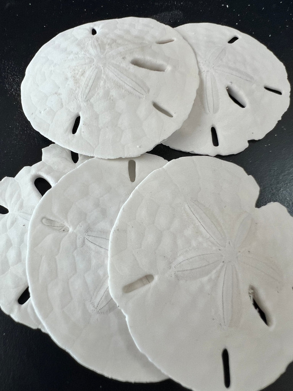 White Sand Dollar (Echinarachnius parma)