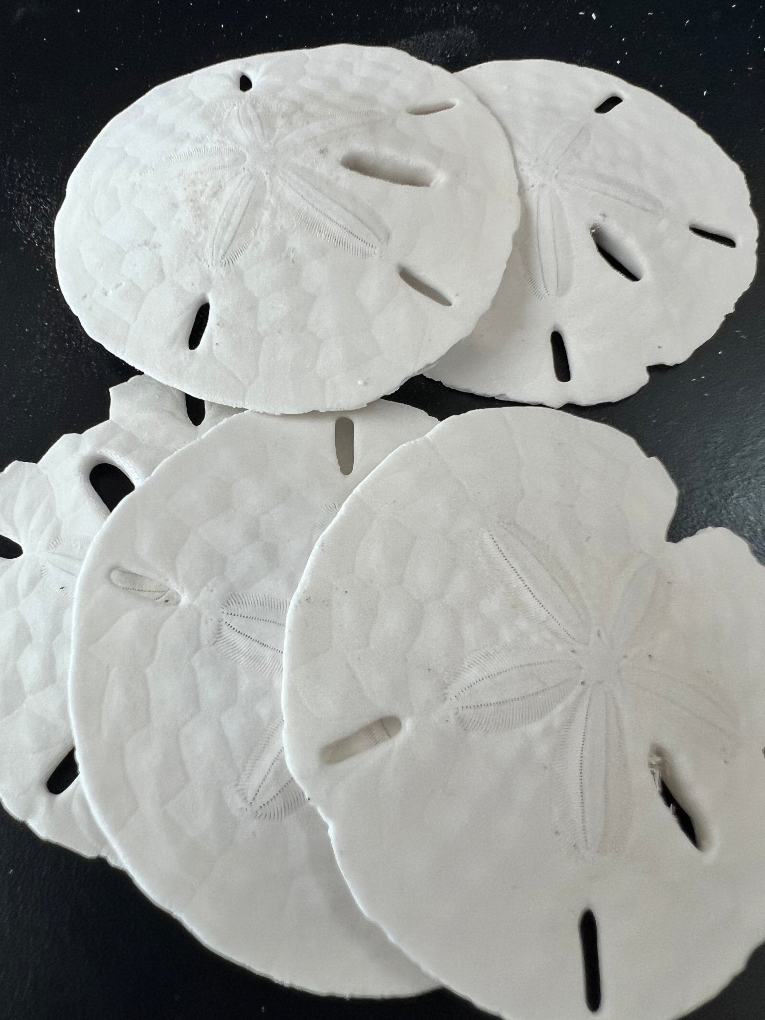 White Sand Dollar (Echinarachnius parma)