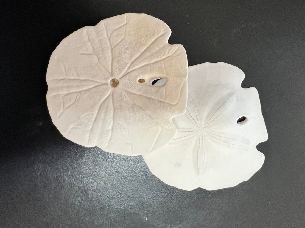 White Sand Dollar (Echinarachnius parma)
