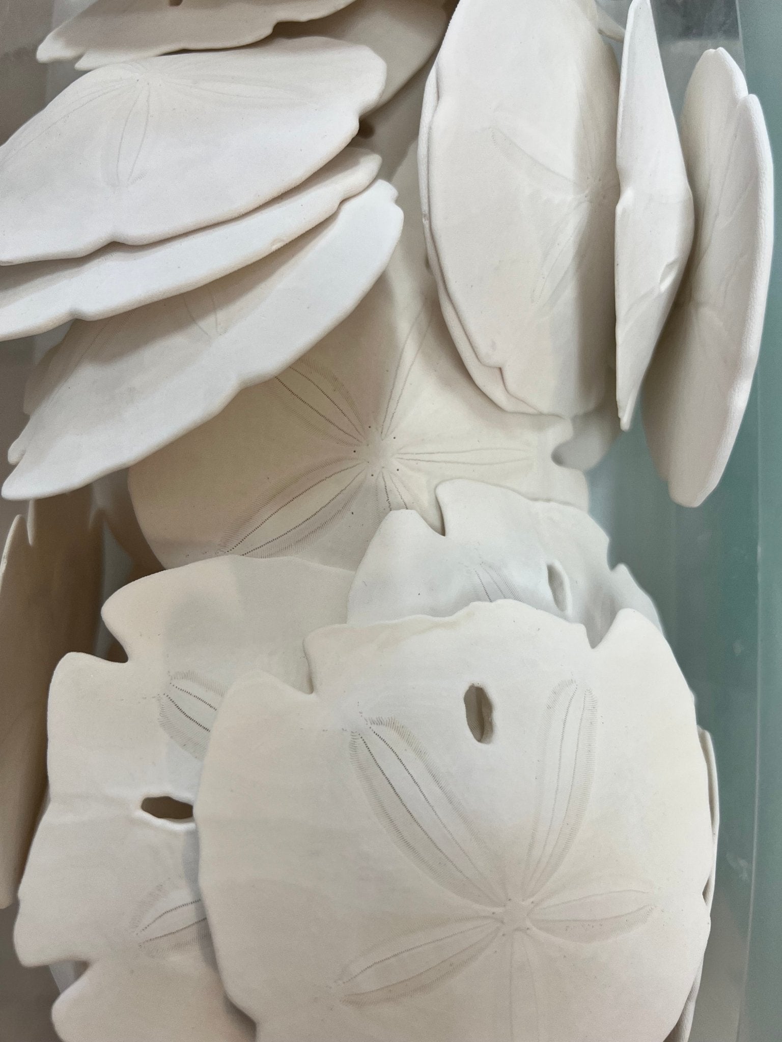White Sand Dollar (Echinarachnius parma)