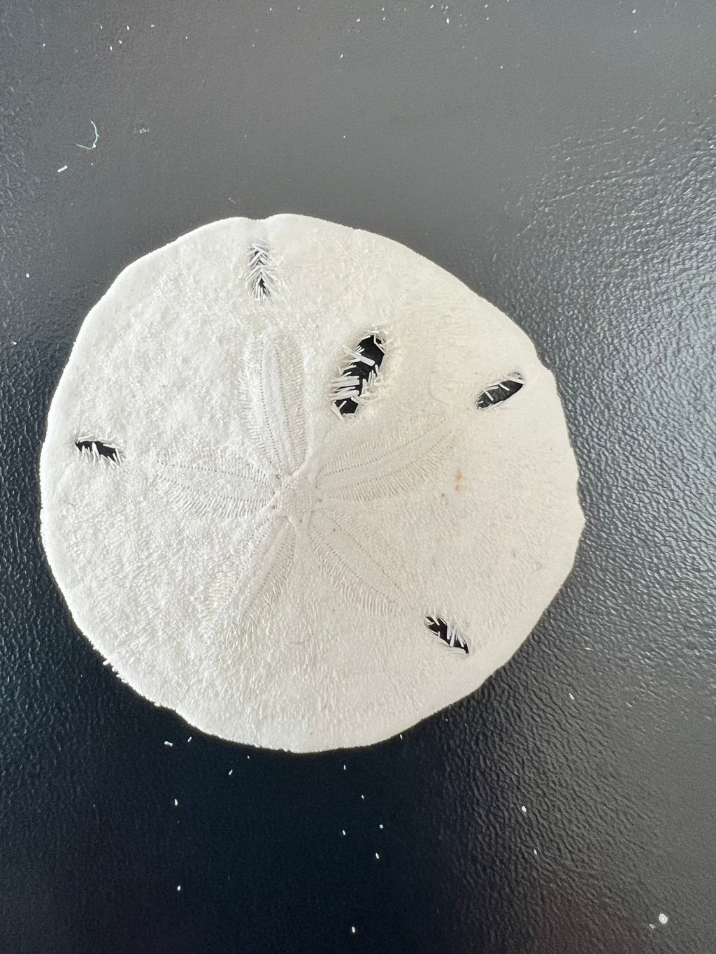 White Sand Dollar (Echinarachnius parma)