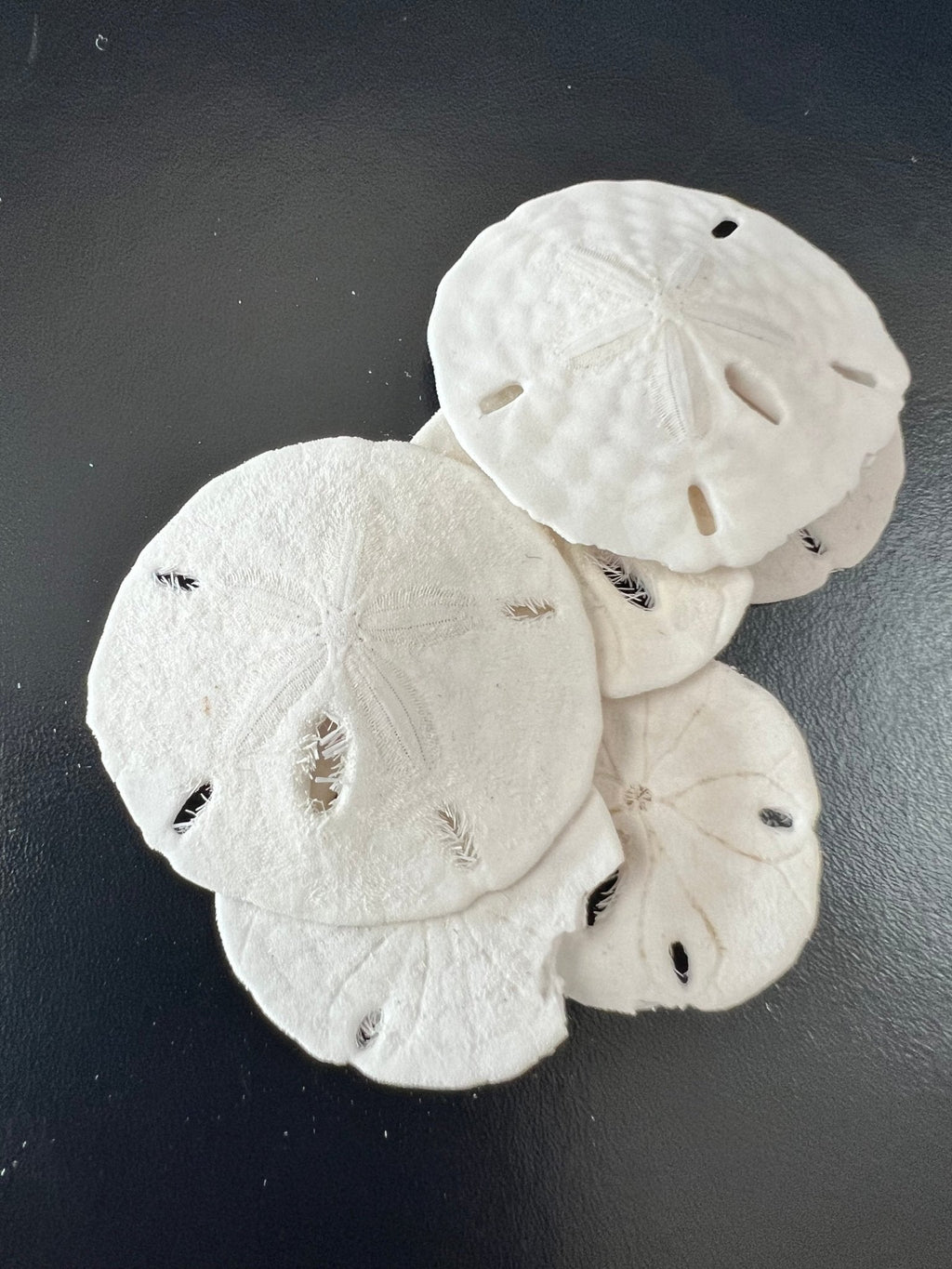 White Sand Dollar (Echinarachnius parma)