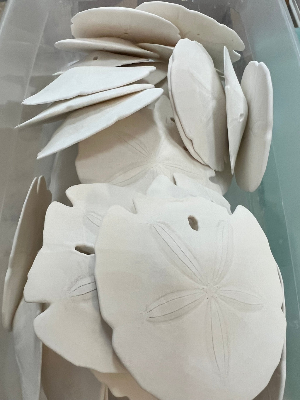 White Sand Dollar (Echinarachnius parma)