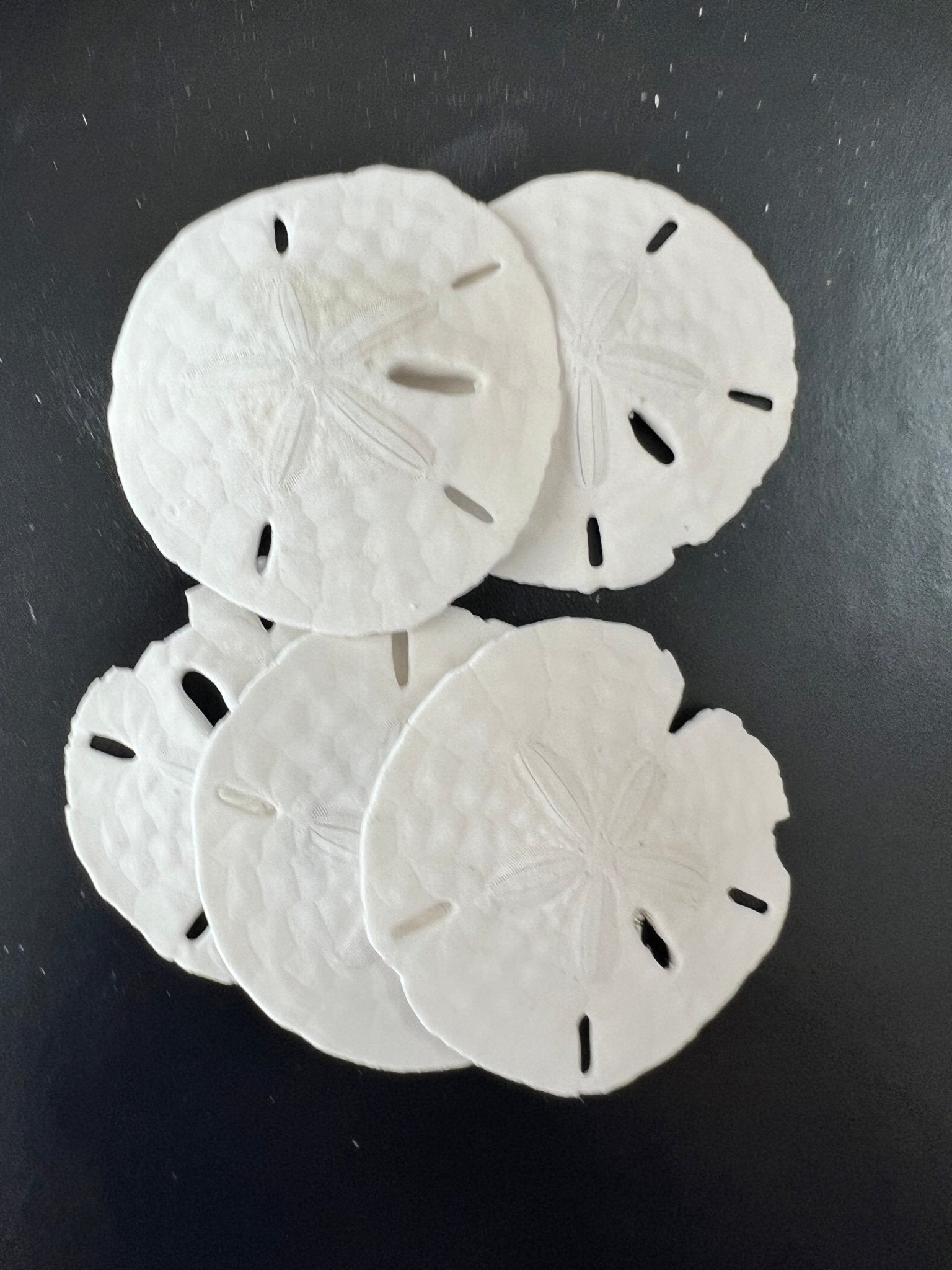 White Sand Dollar (Echinarachnius parma)