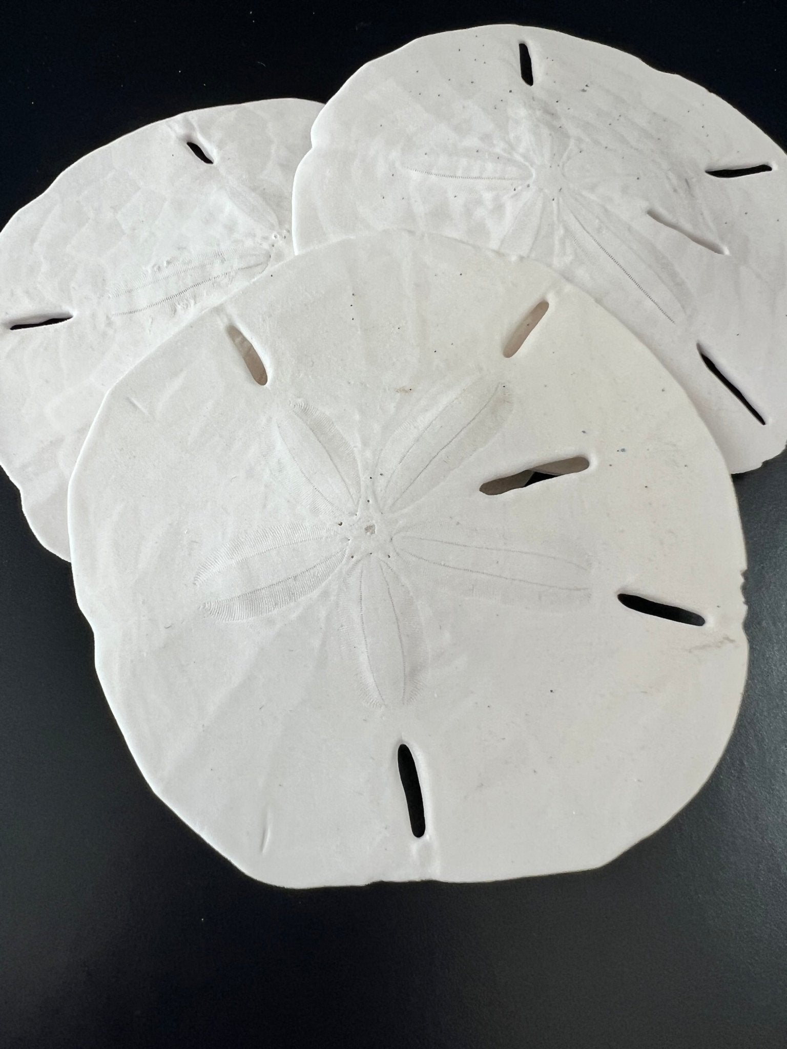 White Sand Dollar (Echinarachnius parma)