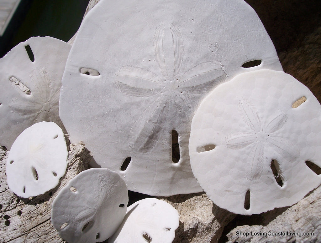 White Sand Dollar (Echinarachnius parma)