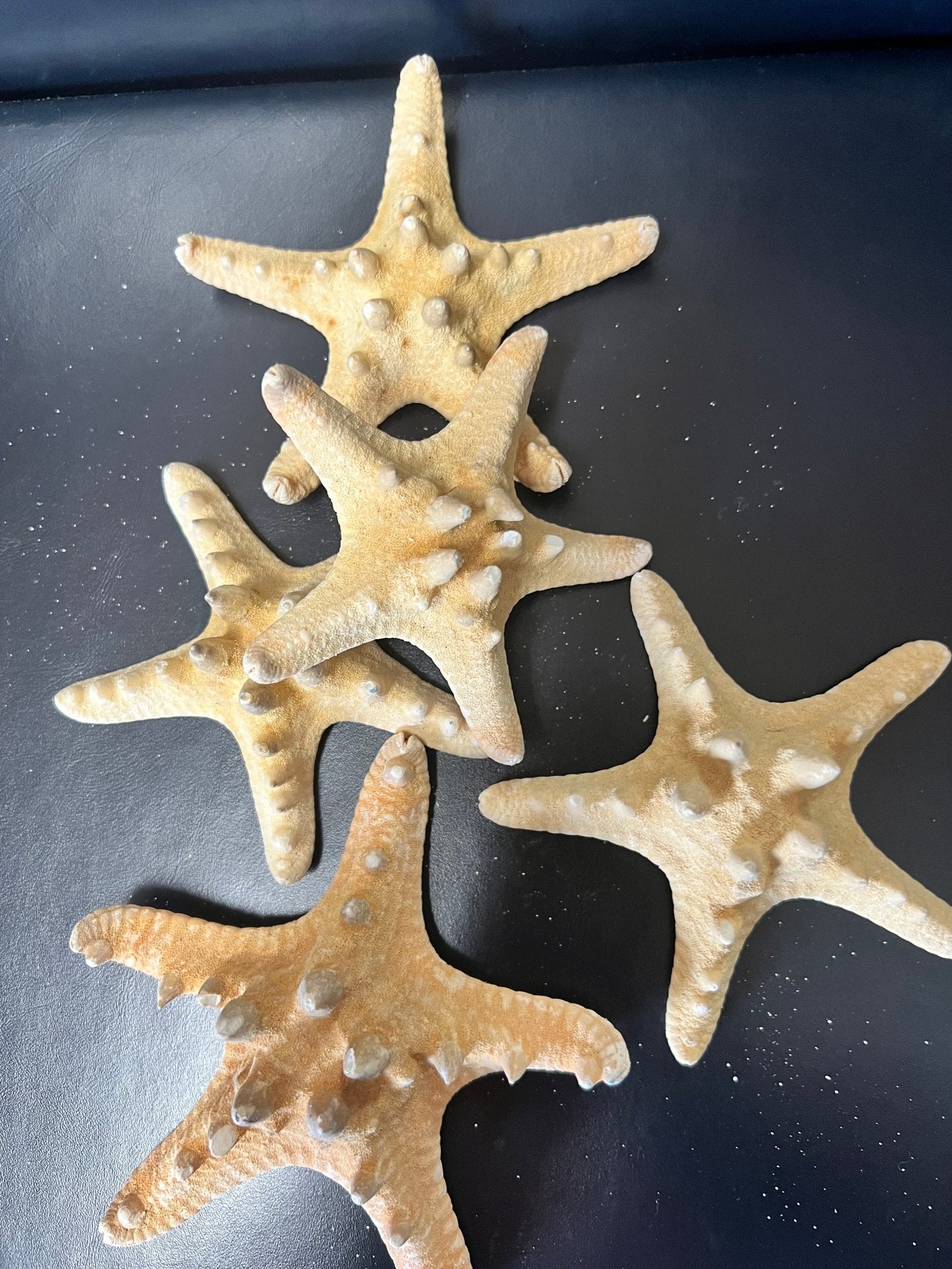 Armoured Knobby Starfish protoreaster nodosus