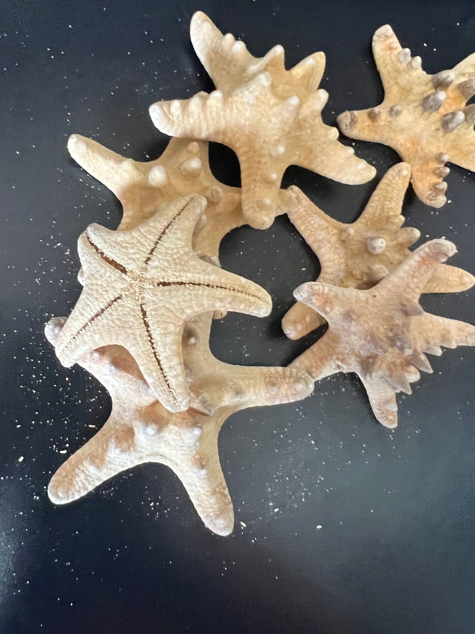 Armoured Knobby Starfish protoreaster nodosus