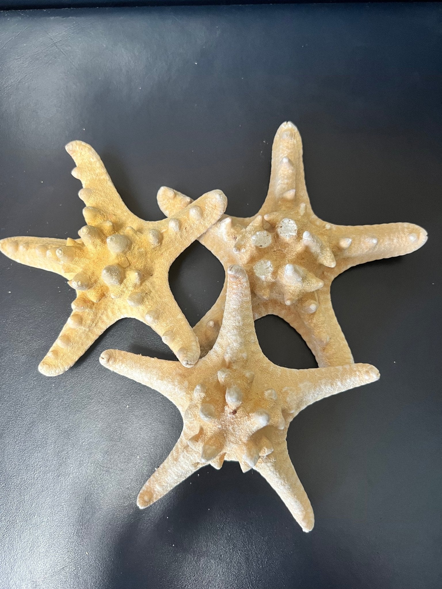 Armoured Knobby Starfish protoreaster nodosus
