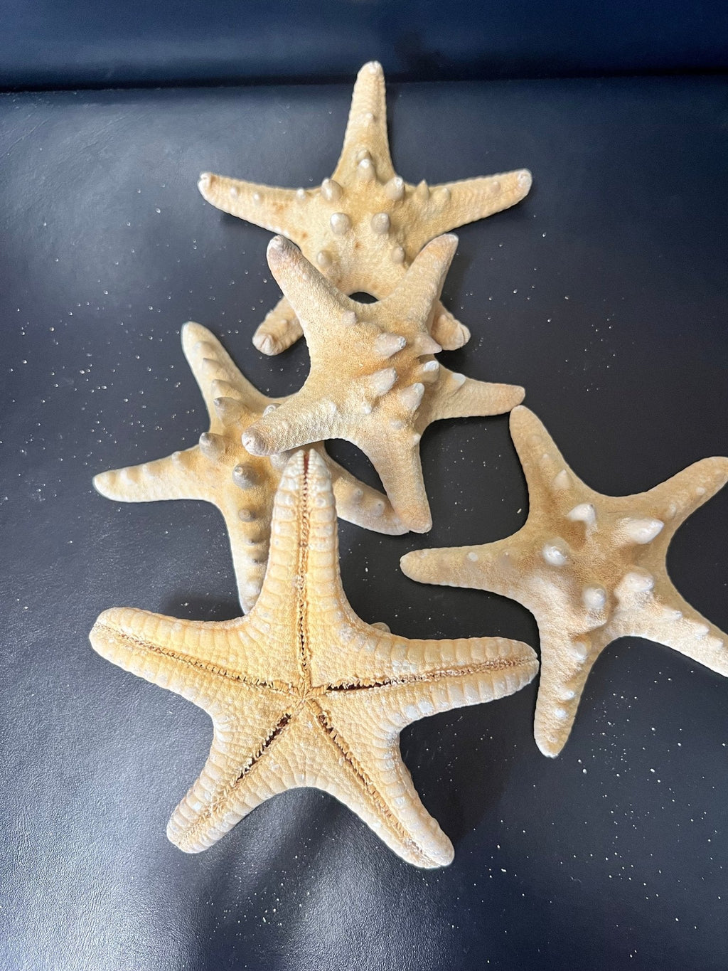 Armoured Knobby Starfish protoreaster nodosus