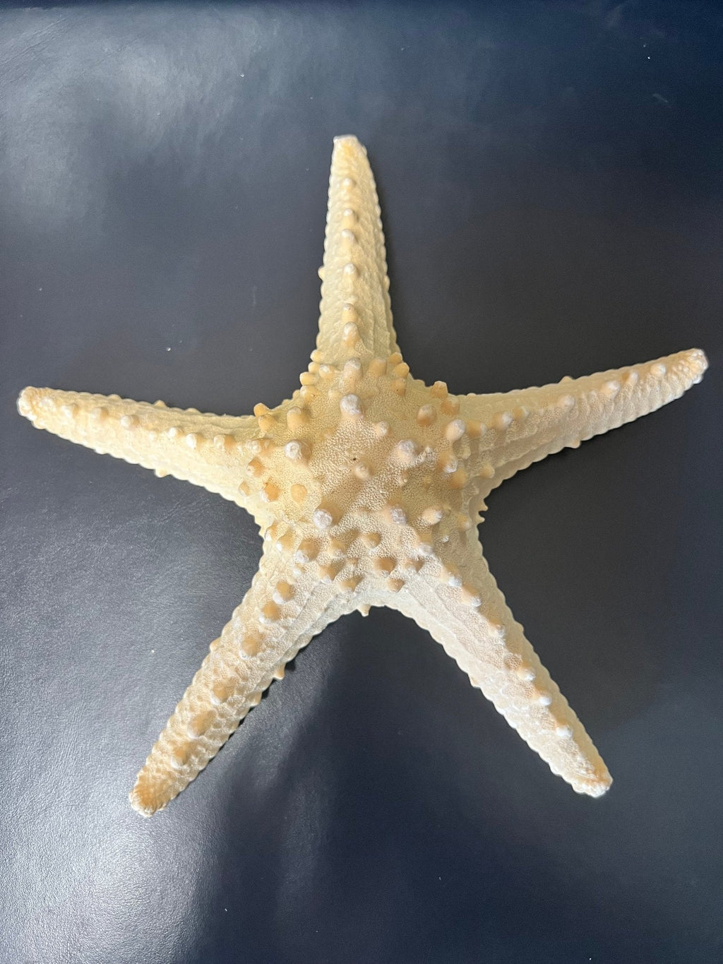 Armoured Knobby Starfish protoreaster nodosus