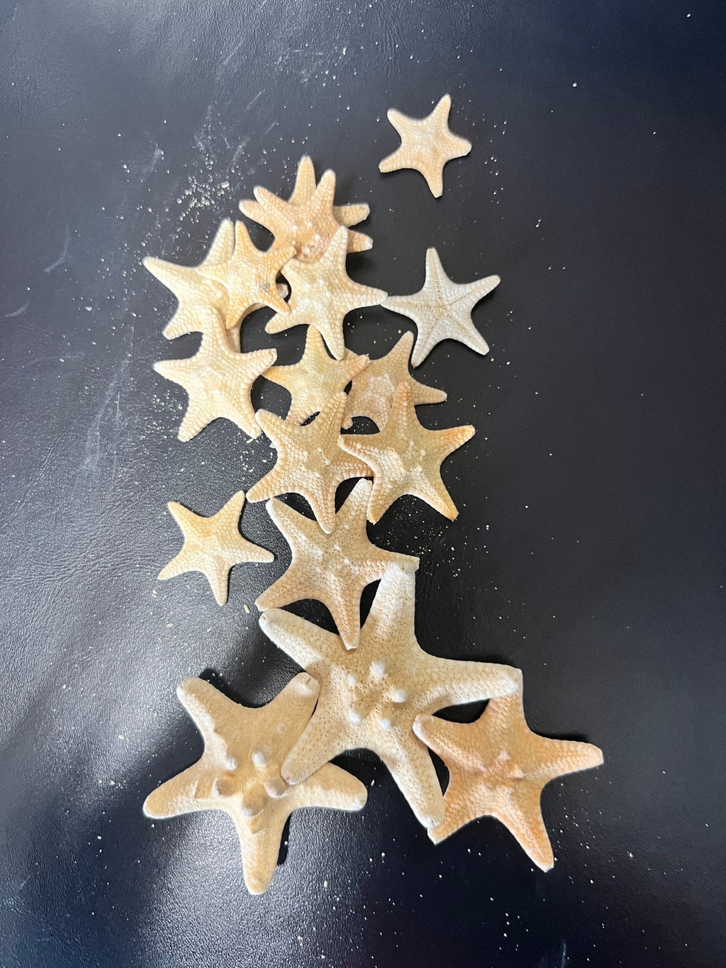 Armoured Knobby Starfish protoreaster nodosus