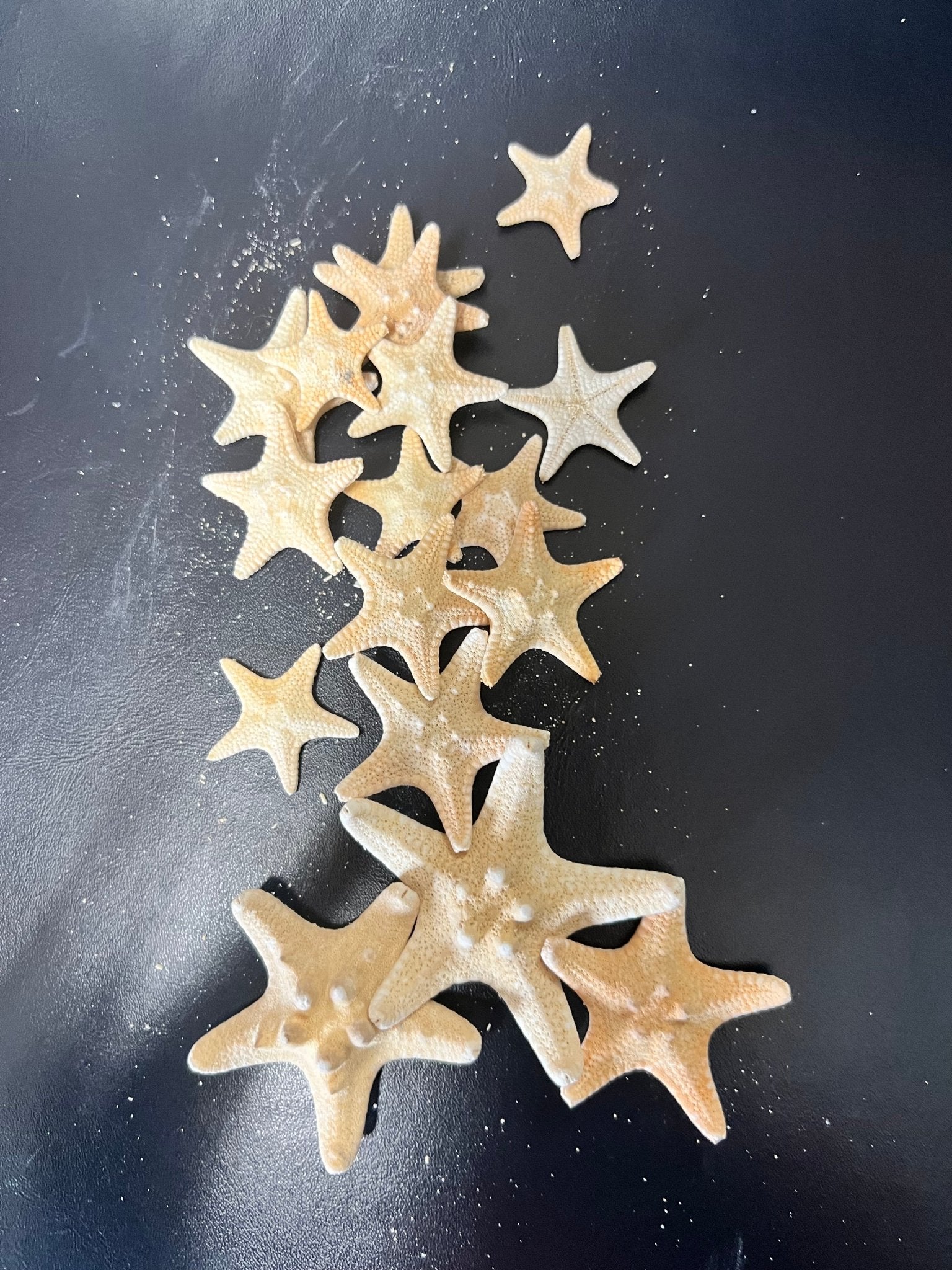 Armoured Knobby Starfish protoreaster nodosus