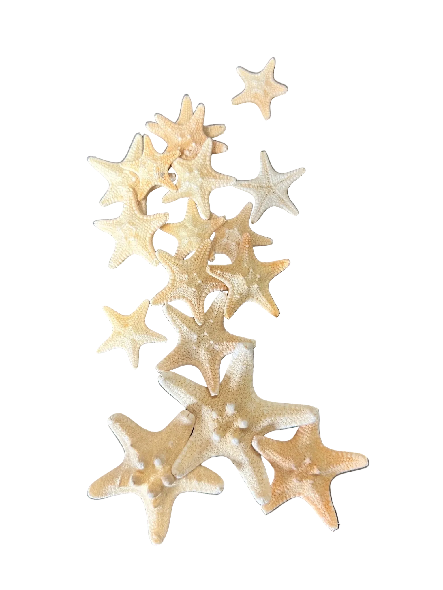 Armoured Knobby Starfish protoreaster nodosus