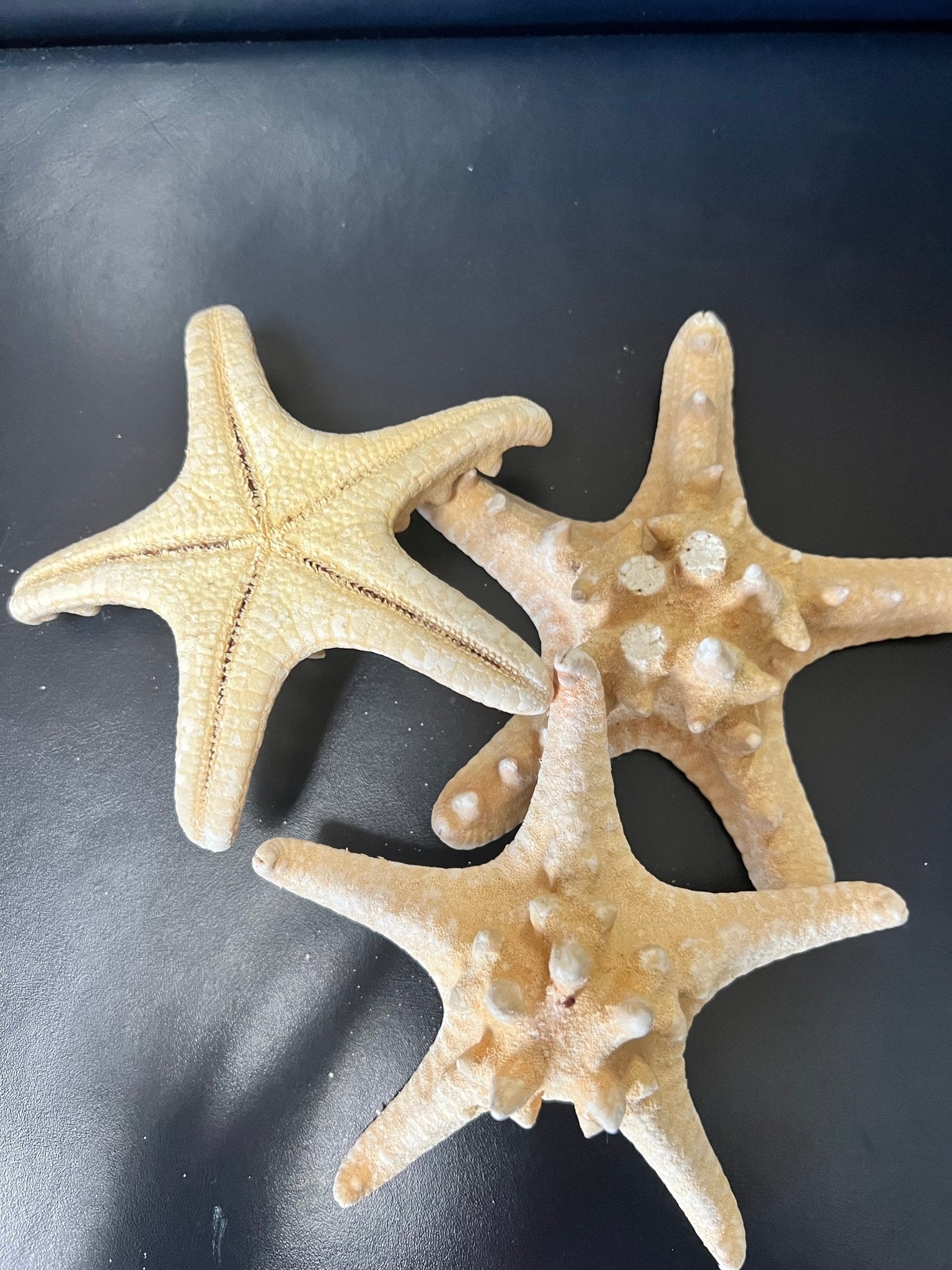 Armoured Knobby Starfish protoreaster nodosus