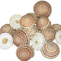 Sundial Shell Architectonica Perspectiva