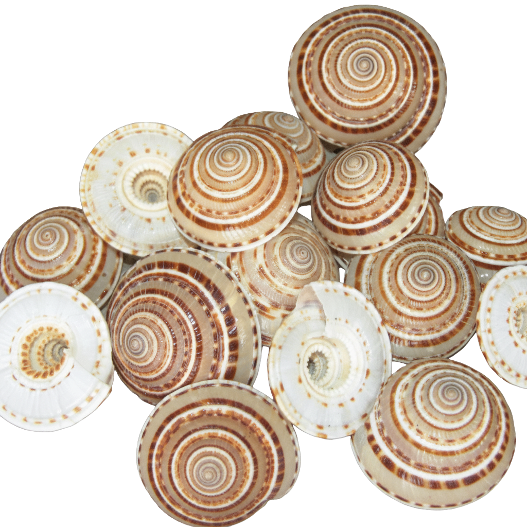 Sundial Shell Architectonica Perspectiva