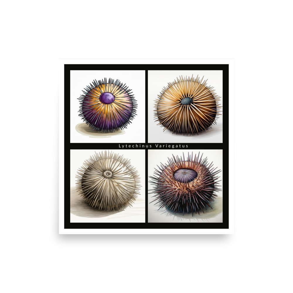 Echinoderm “Urchin Medley” Salad Poster Semi-Matte Poster Paper