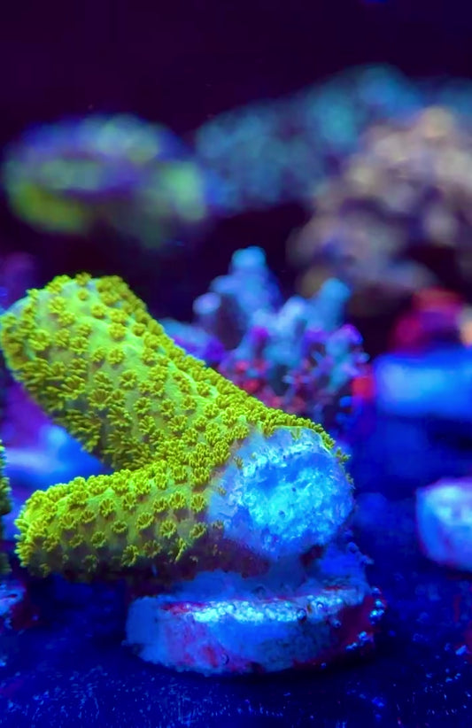 WYSIWYG Nub Bali Green Slimer Acropora