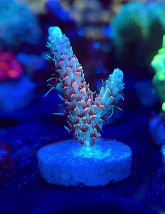 WYSIWYG SR Violet Flare Millepora Acropora