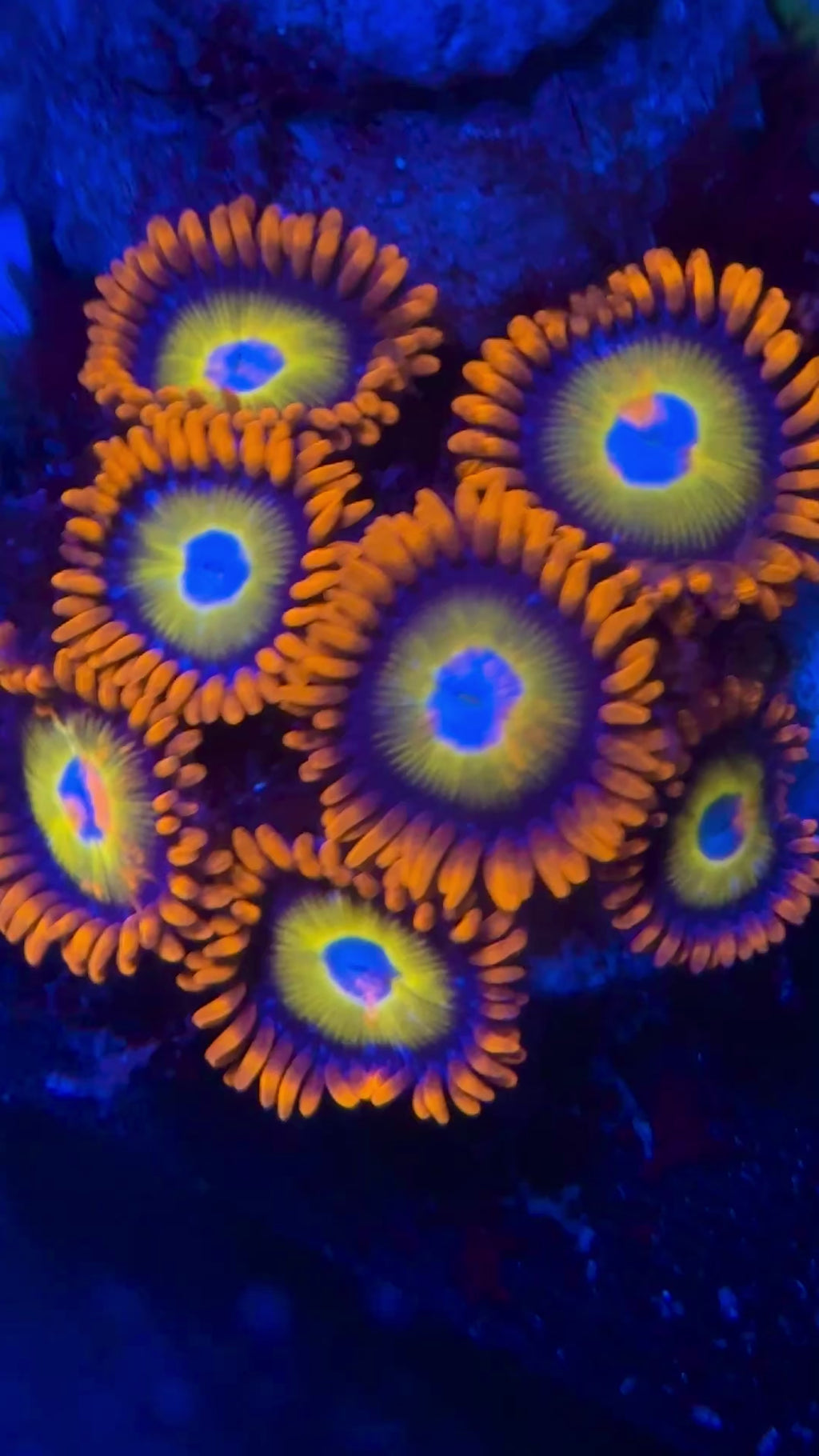 Blue Eyed Blonde Zoa